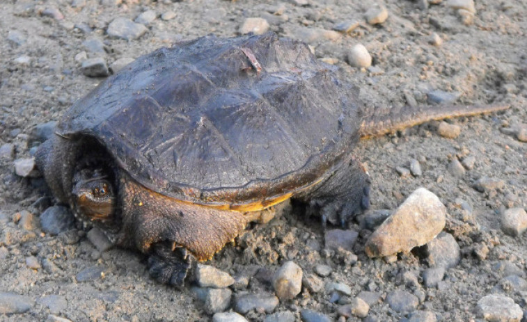Troben una tortuga mossegadora potencialment perillosa a la costa de Huelva