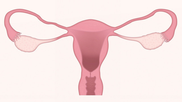 Uterus3777765 1920