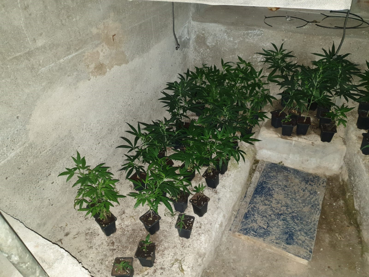 Algunes de les plantes de marihuana localitzades pels Mossos d'Esquadra, la Guàrdia Civil i la Policia Nacional durant l'operatiu 'Delos'.