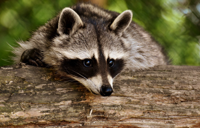 Raccoon3538081 1920