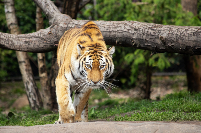Tres tigres maten als seus cuidadors en dos zoos de la Xina