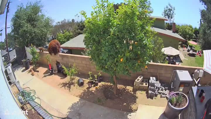 My cousin Hailey yeeted a bear off her fence today and saved her dogs. How was your Memorial Day! (WTF!)