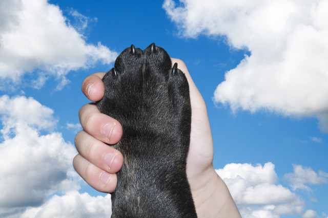 Dog2383071 1920