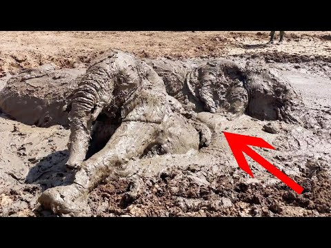 VÍDEO: Salven a un grup d'elefants d'enfonsar-se en el fang d'una presa
