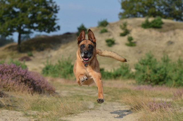 Malinois672839 1920