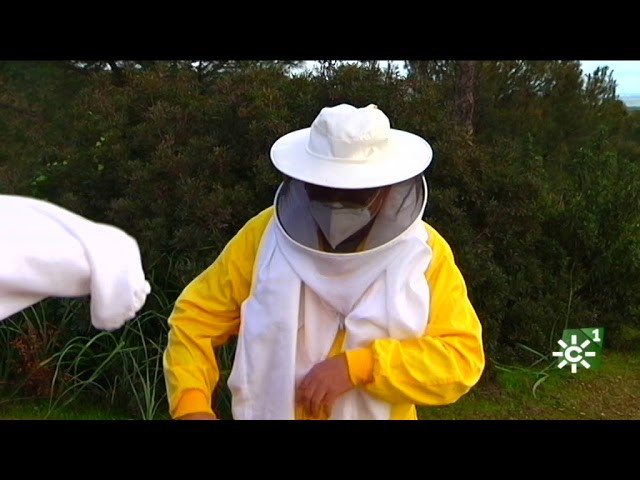 Proyecto pionero para producir miel en una planta fotovoltaica