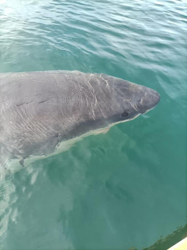 Albiren un tauró de cinc metres de llarg al port de La Corunya