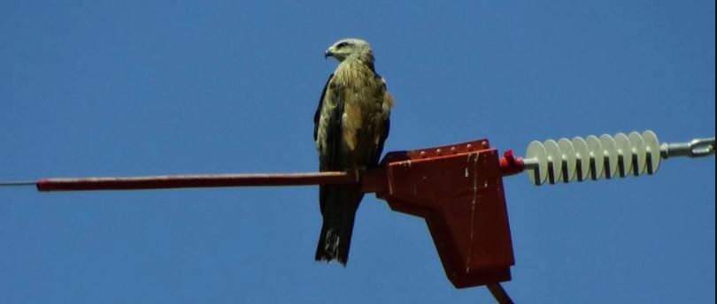 AVIFAUNA5