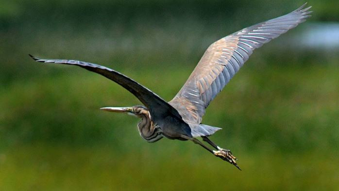 Aves