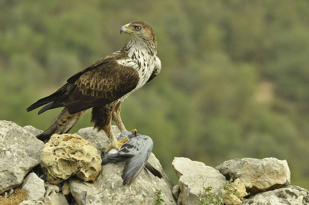 Aguila