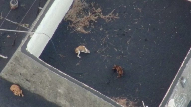 VÍDEO. La Guàrdia Civil investiga el misteriós rescat dels gossos de La Palma