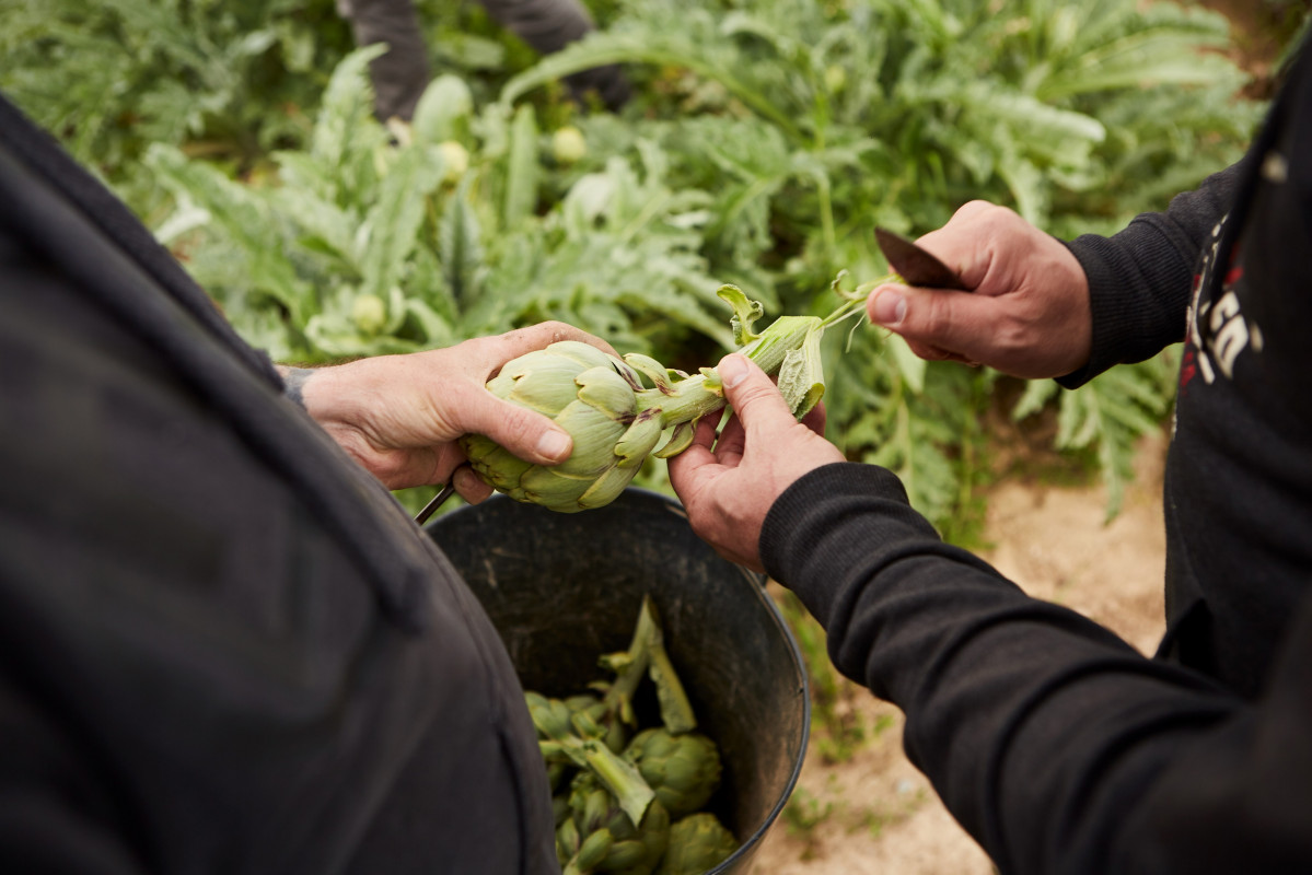 La agricultura regenerativa, uno de los temas de las conferencias en CosmoCaixa