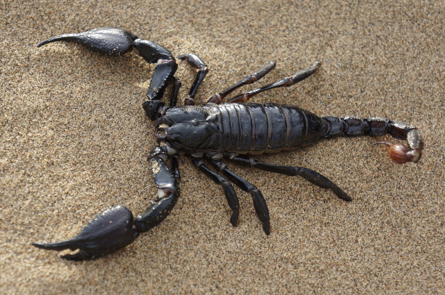 Scorpionga46537dcb 1920