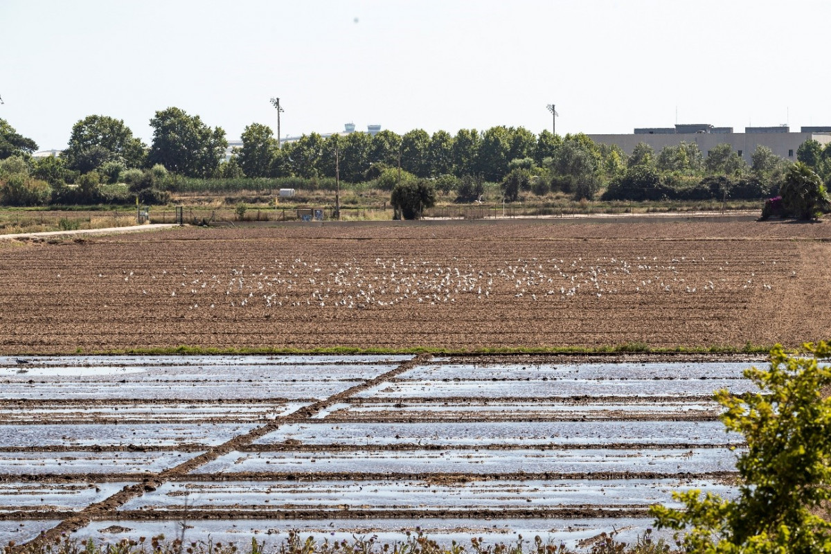 Rec agru00edcola amb aigua regenerada del Parc Agrari del Baix Llobregat