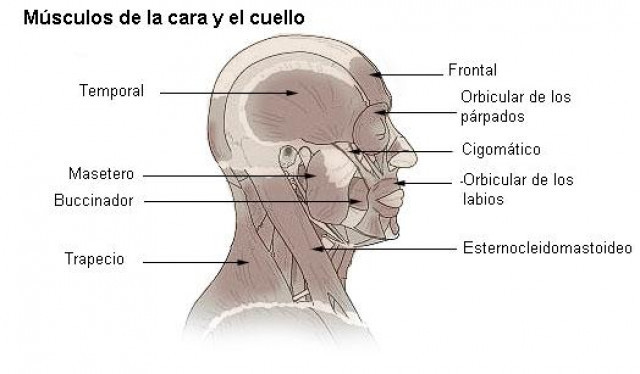 Illu head neck musclees