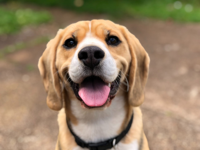Marliesestreefland2l0CWTpcChIunsplash
