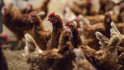 Denuncien un home que venia gallines al mig del carrer per a un possible ritual de santeria