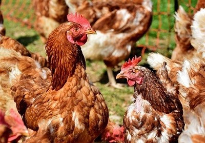 Archivo - Coronavirus.- Cataluña pide a Planas la retirada 