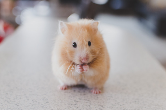 RickykharawalaadK3Vu70DEQunsplash