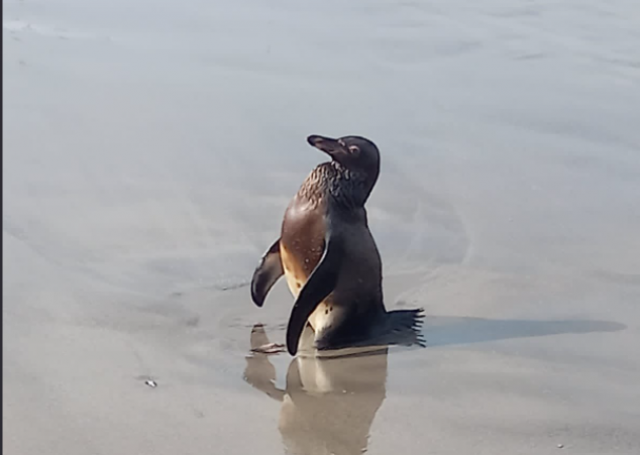 VÍDEO: Un pingüí recobert de petroli de Repsol arriba moribund a una platja