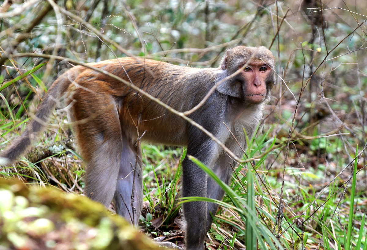 Macaco