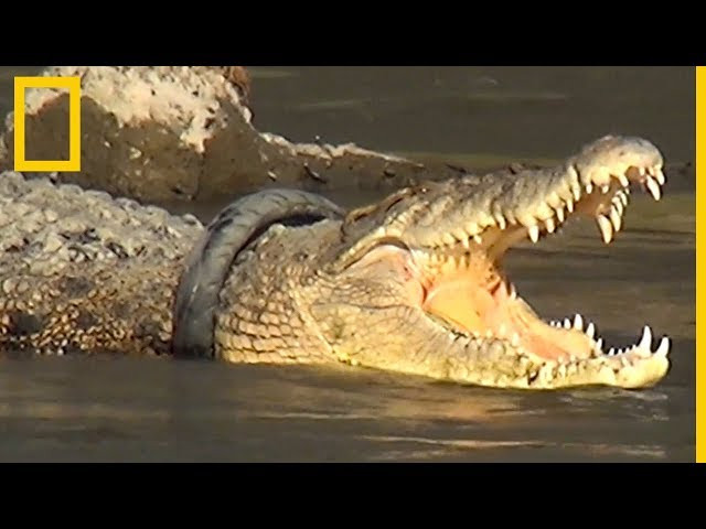 Cómo salvar a un cocodrilo con una rueda en el cuello | National Geographic en Español