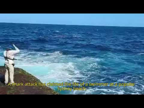 Fatal shark attack at Little Bay after fisherman swept off rocks