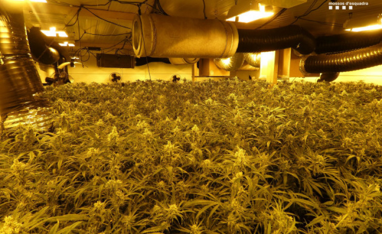 3.468 plantes de cànnabis intervingudes en una nau a Vila-sacra