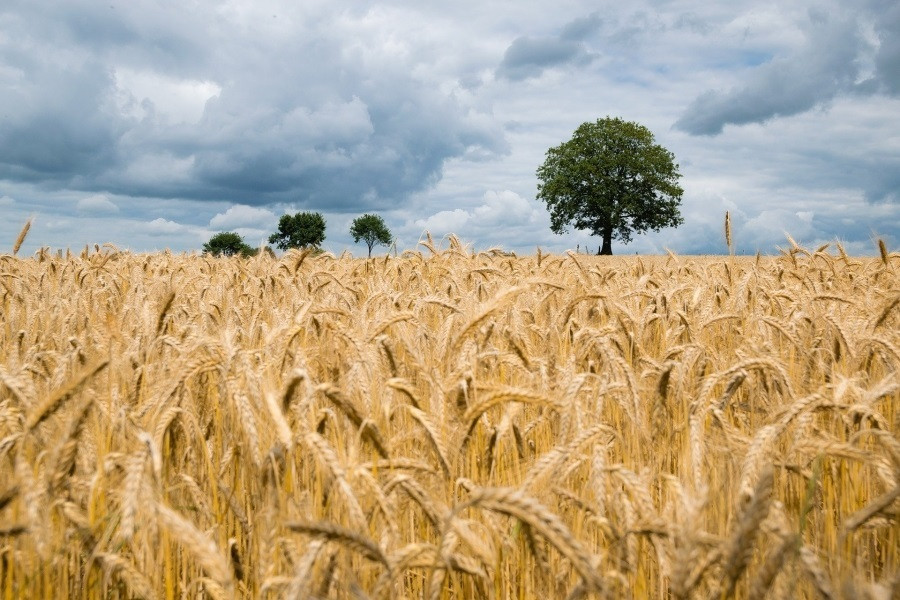 EuropaPress 3513292 campo trigo