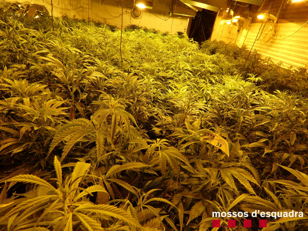 Cultiu de 947 plantes de marihuana en una casa rural a Lleida