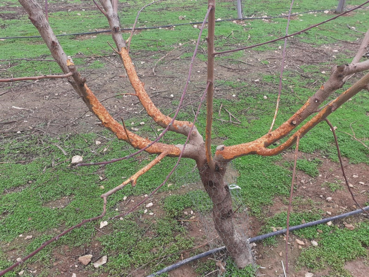 Danys dels conills als arbres fruiters d'Alcarràs.