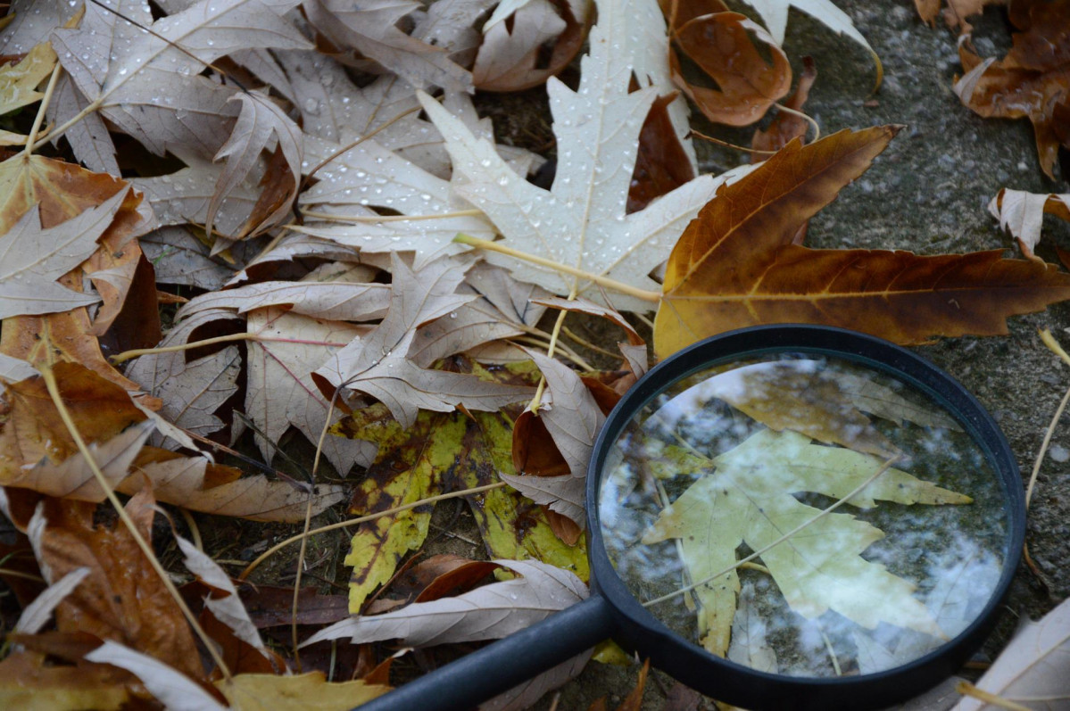Leaves ga18b7da78 1920