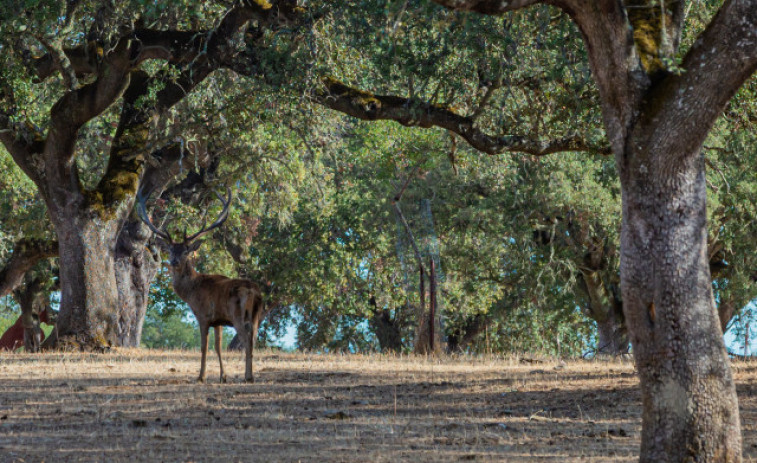 Desenes de cérvols estan morint en un parc natural i ningú no sap per què