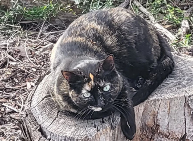 Gato
