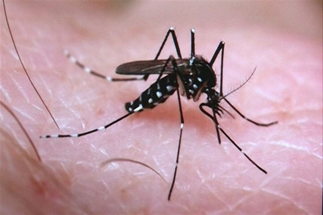 Zika 2