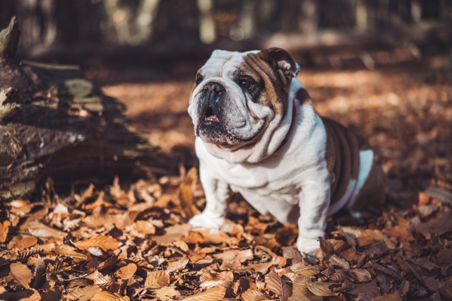 SebastienlavalayeqJQRJAnFuTIunsplash