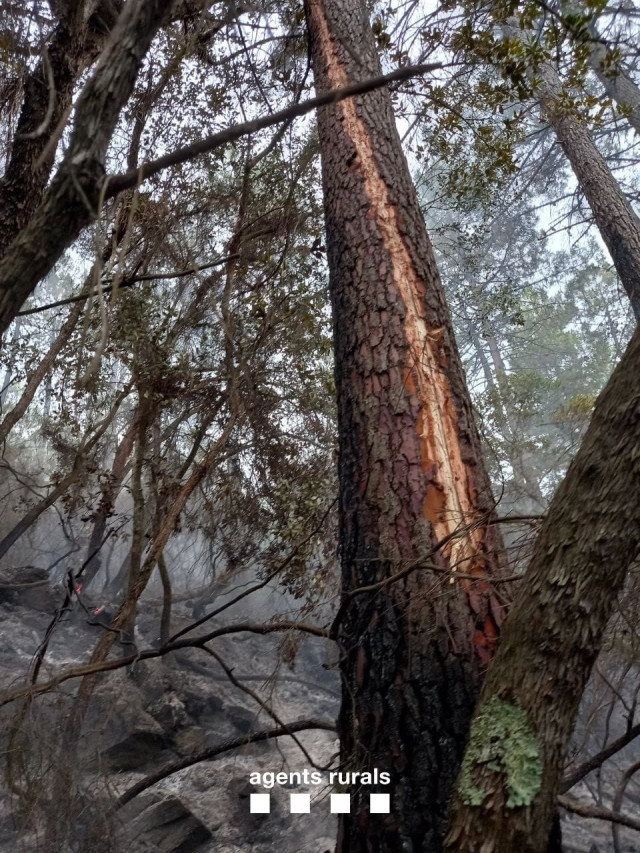 L'incendi de Puig d'en Batet ho ha provocat un llamp i afecta 0,3 hectàrees