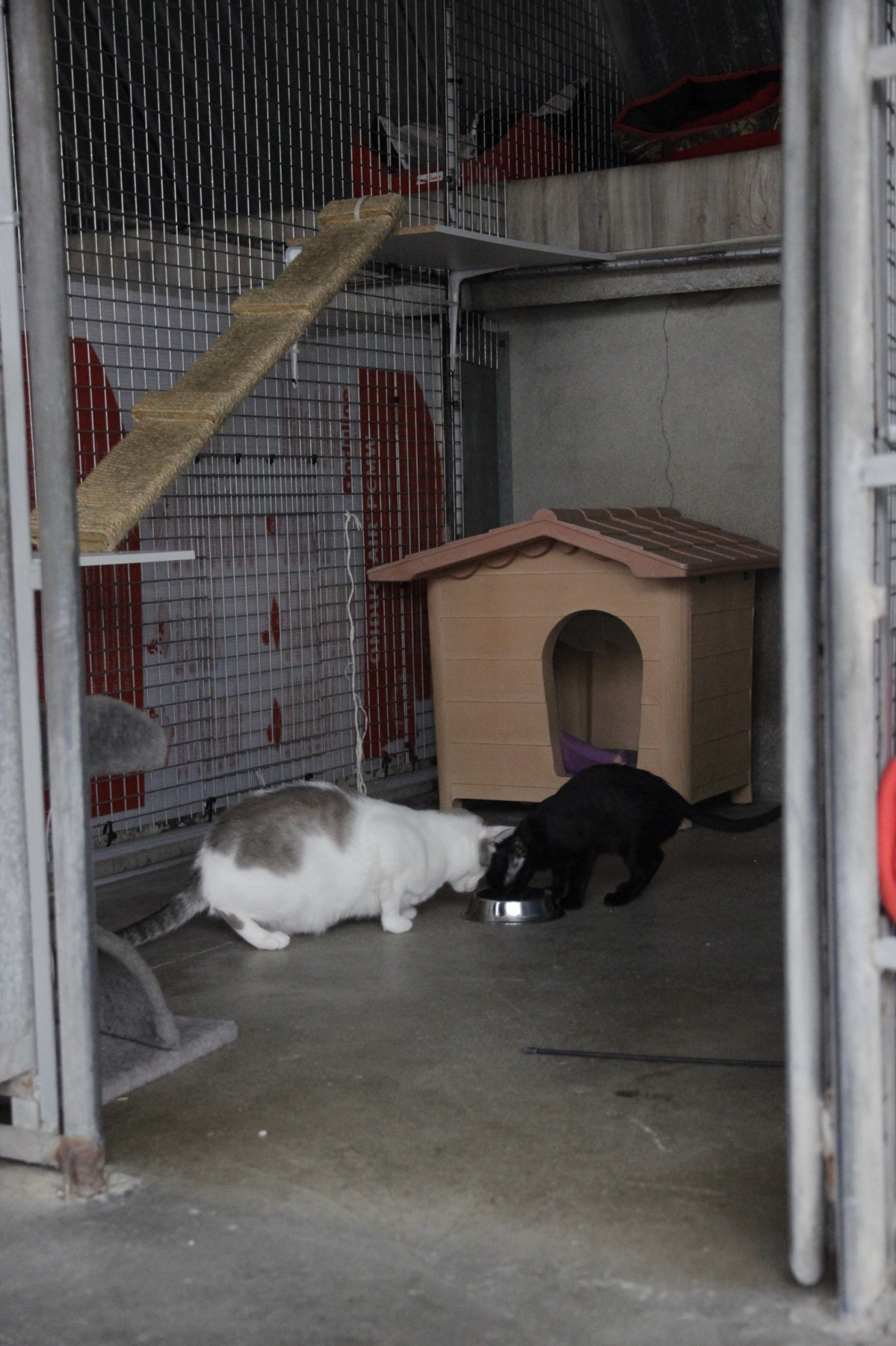 Catalunyapress gatosGirona