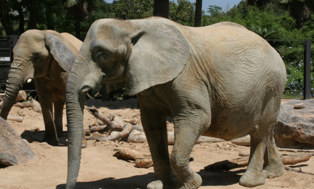 Un home es cola a la zona dels elefants del Zoo de Barcelona