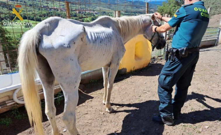 Un presumpte delicte d'abandonament animal colpeja Estamariu