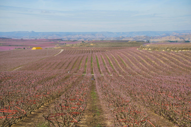 EuropaPress 4290757 vista general campo frutales flor marzo 2022 aitona lleida cataluna espana
