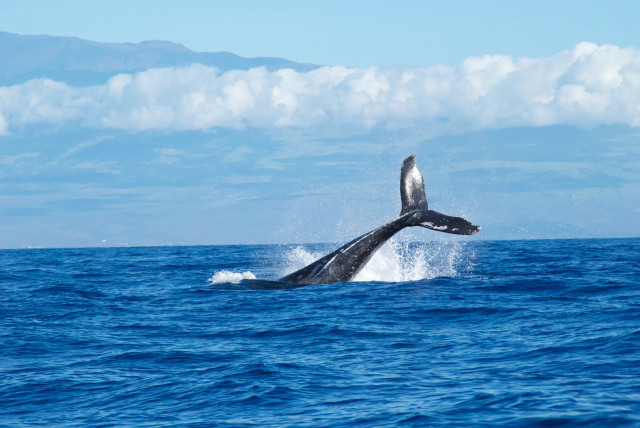 Cinc morts pel xoc entre un vaixell i una balena