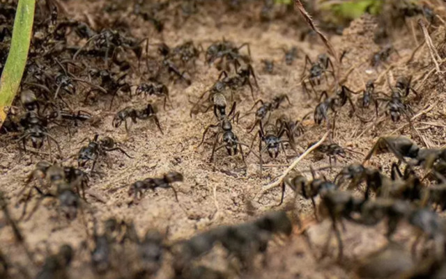 Insòlit: hi ha 2,5 milions de formigues per cada habitant de la Terra