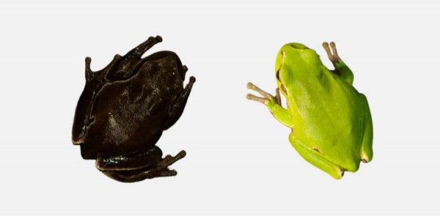 Chernobylblackfrogs