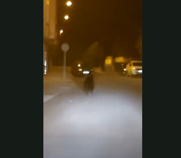 VÍDEO | Un ós passeja a plaer pel centre de Ponferrada