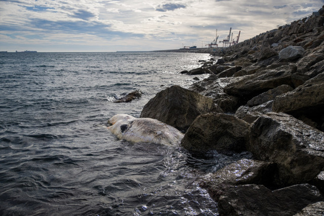 Una balena es queda encallada al passeig de l'Escullera de Barcelona