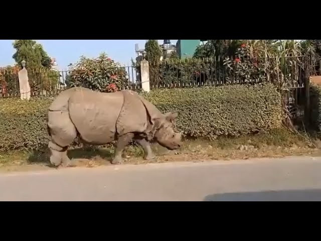 FUNNY VIDEO! Rhino Wakes Up Sleeping Dog!