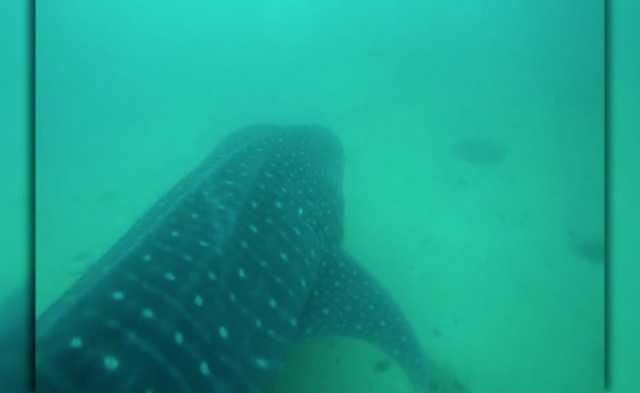 Albirat un tauró balena per primera vegada a la Mediterrània