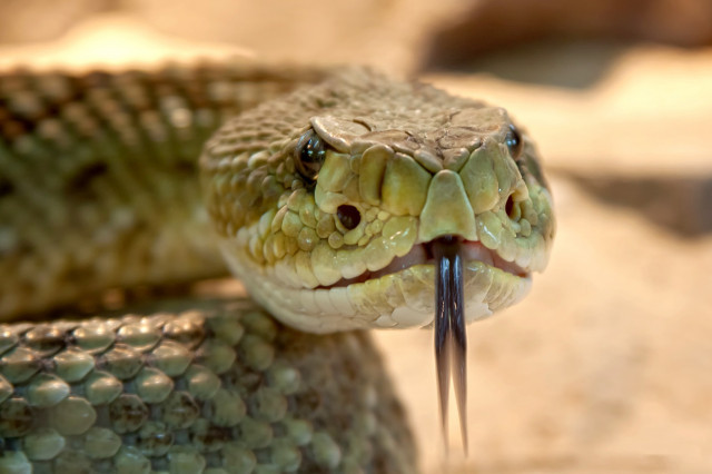Catalunyapressserpiente