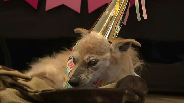 0 PoochcelebratesbirthdayasoldestdogintheUnitedStates